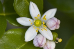 Flowers-of-Kaffir-Lime