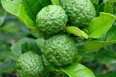 Kaffir-Lime-on-the-tree
