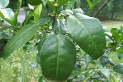 Leaves-of-Kaffir-Lime