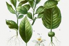 Plant-Illustration-of-Kaffir-Lime