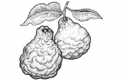 Sketch-of-Kaffir-Lime