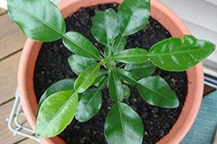 Small-Kaffir-Lime-plant