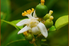 Tiny-Kaffir-lime-appearing-from-the-flower