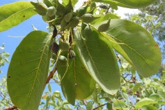 Kakadu-plum-leaves
