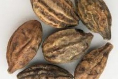 Kakadu-plum-seeds