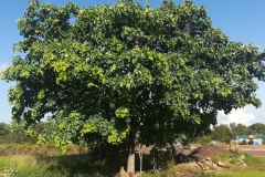 Kakadu-plum-tree