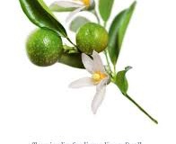 Plant-illustration-of-Kakadu-plum
