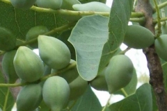 Unripe-Kakadu-plum