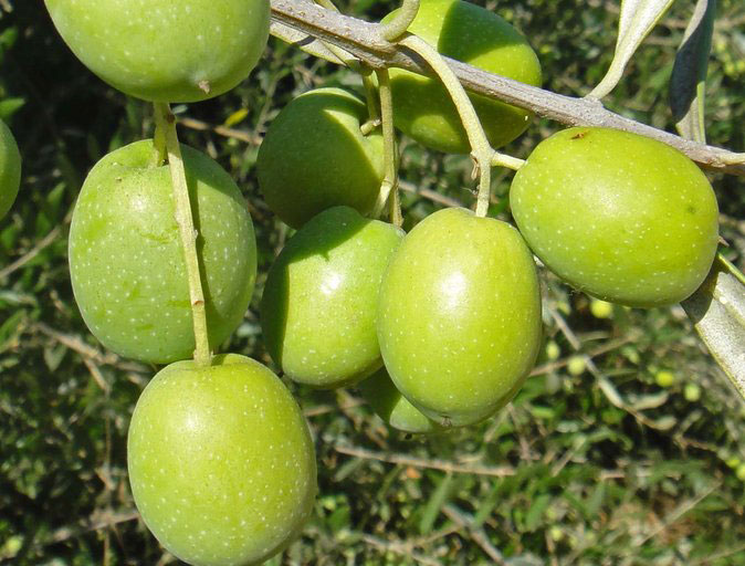 Closer-view-of-fruit-of-Kalamata-Olives