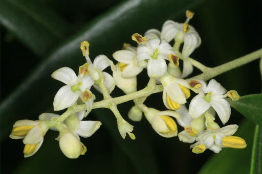 Flowers-of-Kalamata-Olives
