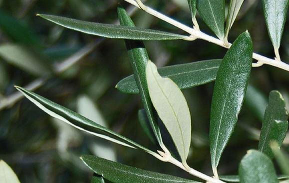Leaves-of-Kalamata-Olives