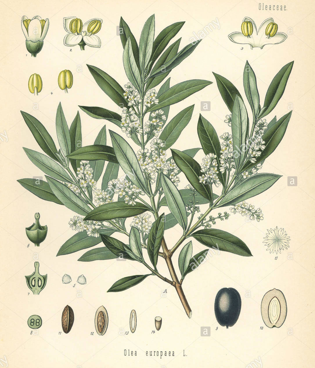 Plant-Illustration-of-Kalamata-Olives