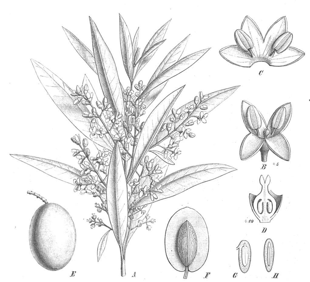 Sketch-of-Kalamata-Olives