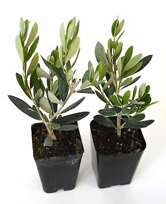 Small-Kalamata-Olives-plant