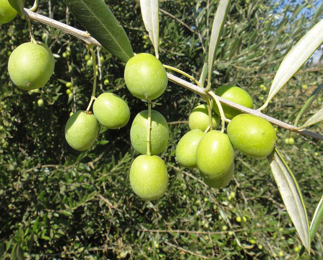 Unripe-fruits-of-Kalamata-Olives