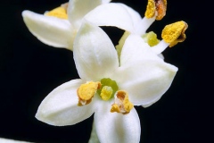 Closer-view-of-flower-of-Kalamata-Olives