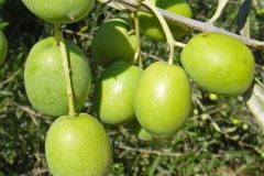 Closer-view-of-fruit-of-Kalamata-Olives