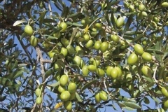 Kalamata-Olives-plant