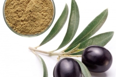 Leaf-extract-of-Kalamata-Olives