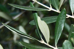 Leaves-of-Kalamata-Olives