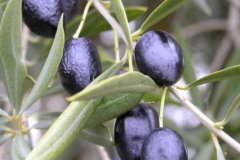 Mature-fruits-of-Kalamata-Olives