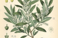 Plant-Illustration-of-Kalamata-Olives