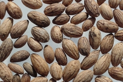 Seeds-of-Kalamata-Olives