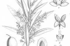 Sketch-of-Kalamata-Olives
