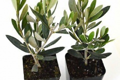 Small-Kalamata-Olives-plant