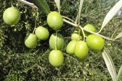 Unripe-fruits-of-Kalamata-Olives