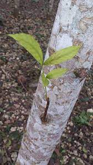 New-Branch-of-Kalantas-tree