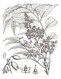Plant-Illustration-of-Kalantas