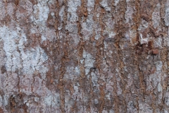 Bark-of-Kalantas