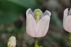 Closer-view-of-flower-of-Kalantas
