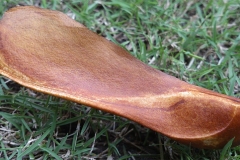 Closer-view-of-seed-of-Kalantas