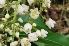 Flowers-of-Kalantas