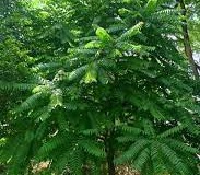 Kalantas-tree