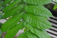 Leaves-of-Kalantas