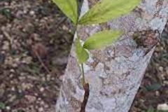 New-Branch-of-Kalantas-tree