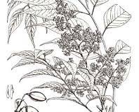 Plant-Illustration-of-Kalantas