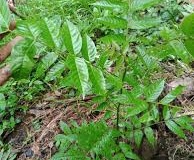 Small-Kalantas-plant