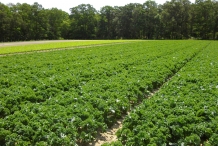 Kale-farm