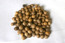 Kale-seeds