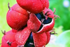 Closer-view-of-fruits-of-Kamala-tree