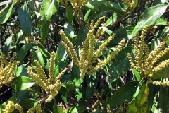 Flowers-of-Kamala-tree