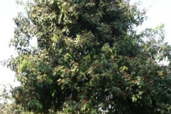 Kamala-tree