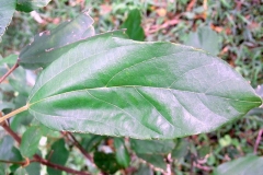 Leaves-of-Kamala-tree