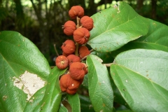 Mature-fruits-on-Kamala-tree