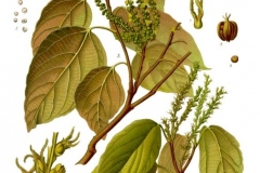 Plant-Illustration-of-Kamala-tree