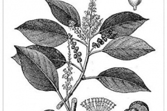 Sketch-of-Kamala-tree